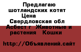 Предлагаю шотландских котят › Цена ­ 3 500 - Свердловская обл., Асбест г. Животные и растения » Кошки   